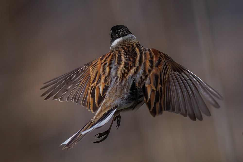 a bird that is flying in the air