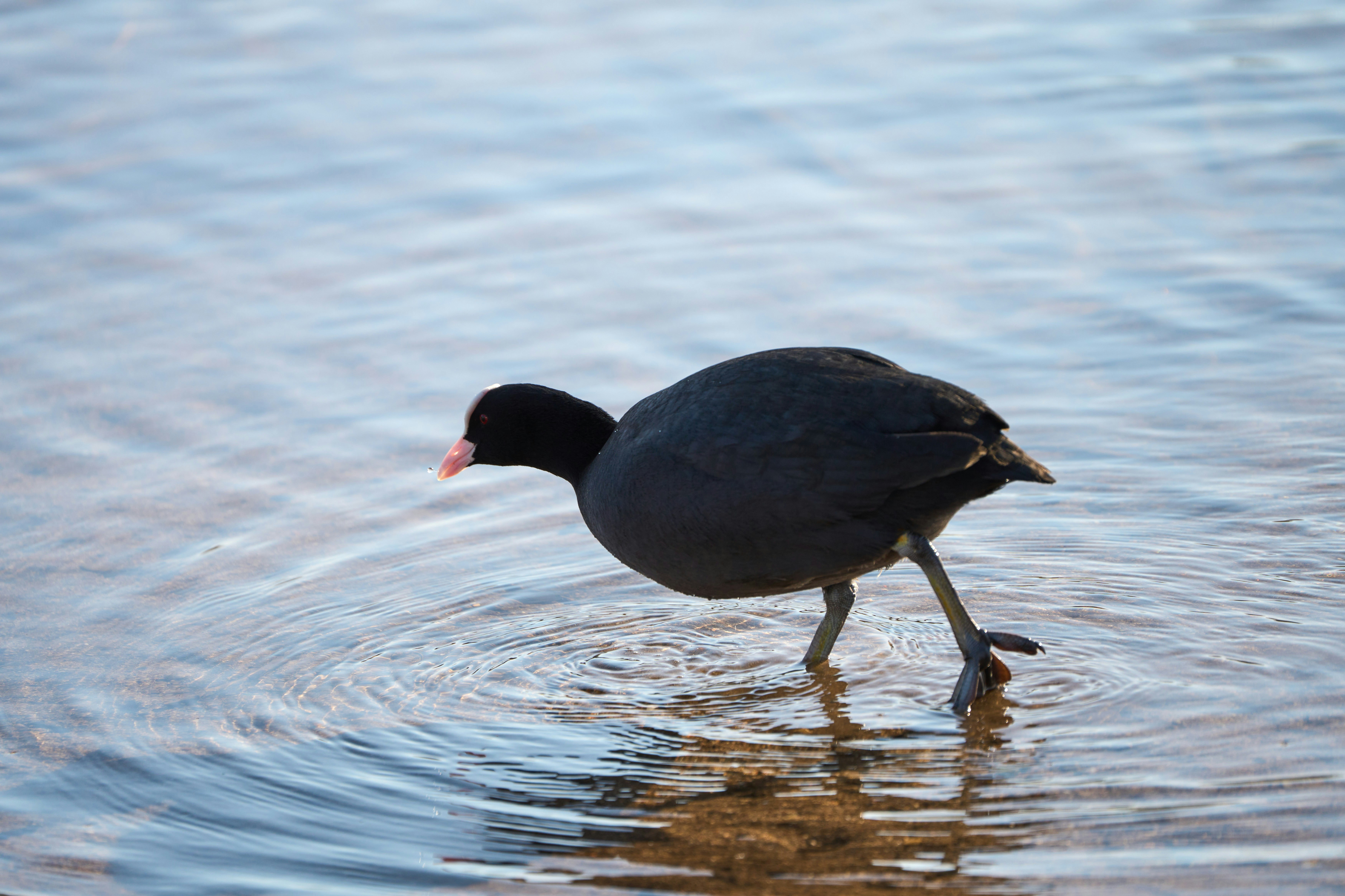 Photo by wolfgang_hasselmann