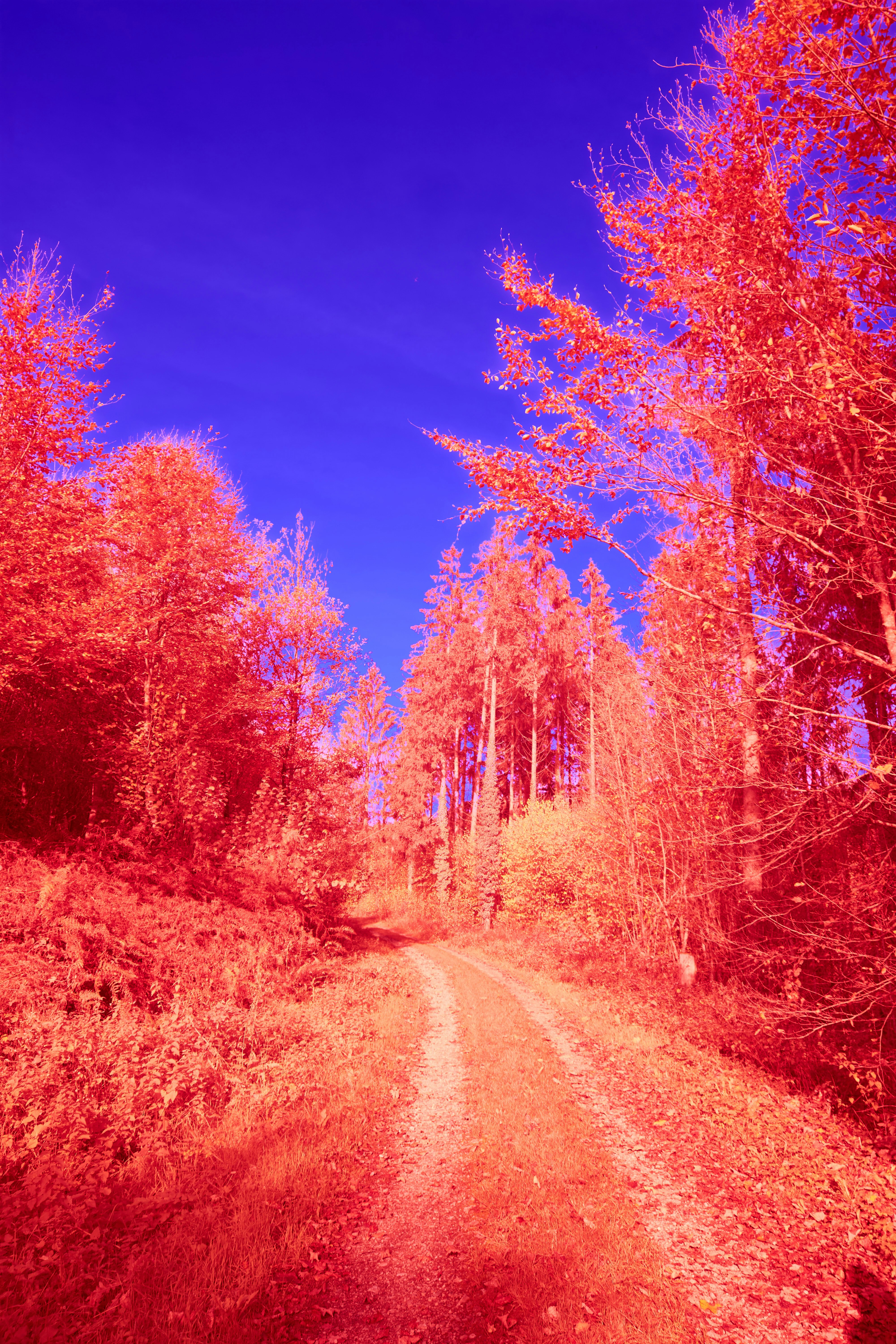 Photo by wolfgang_hasselmann