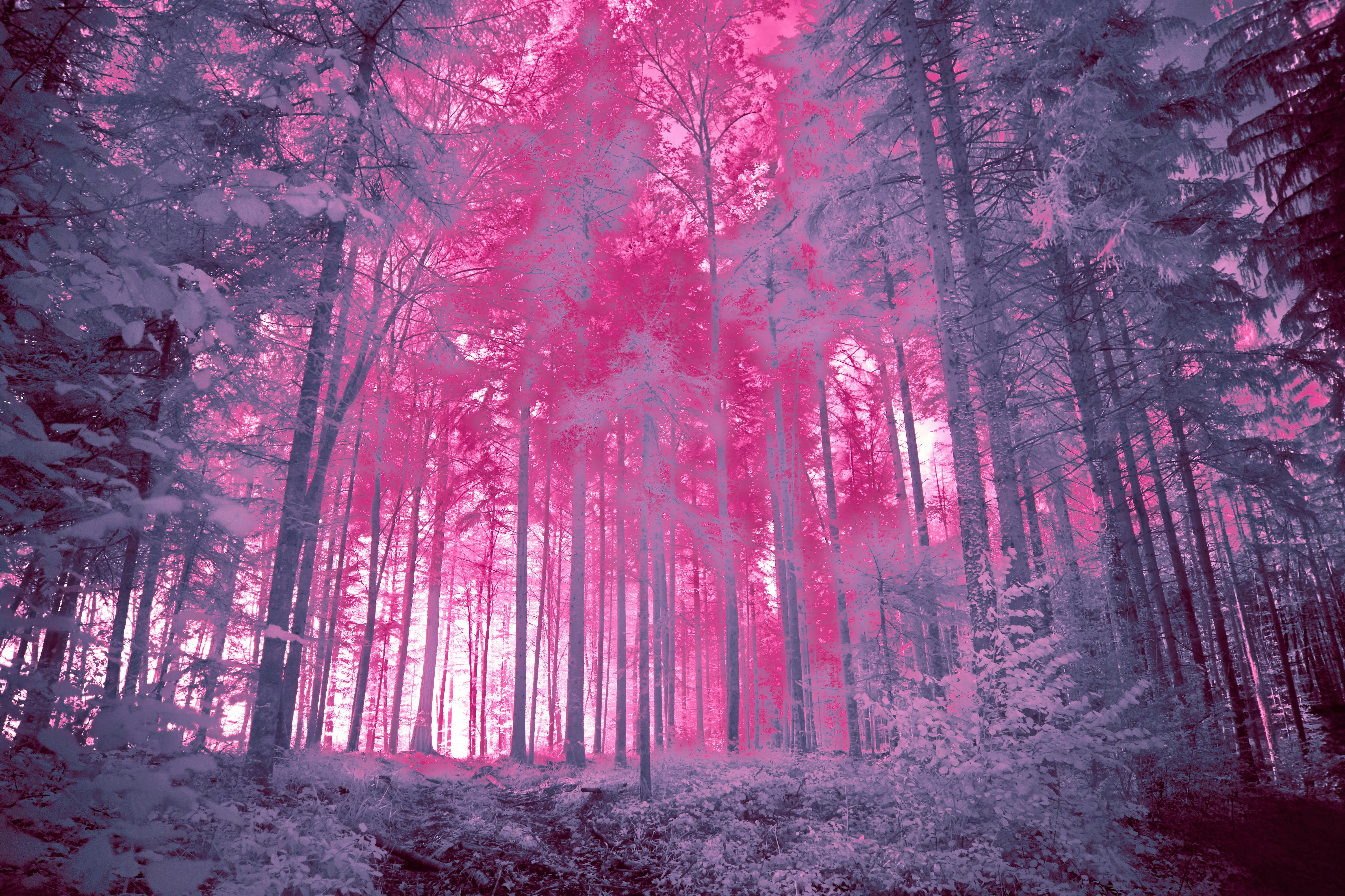 Photo by wolfgang_hasselmann