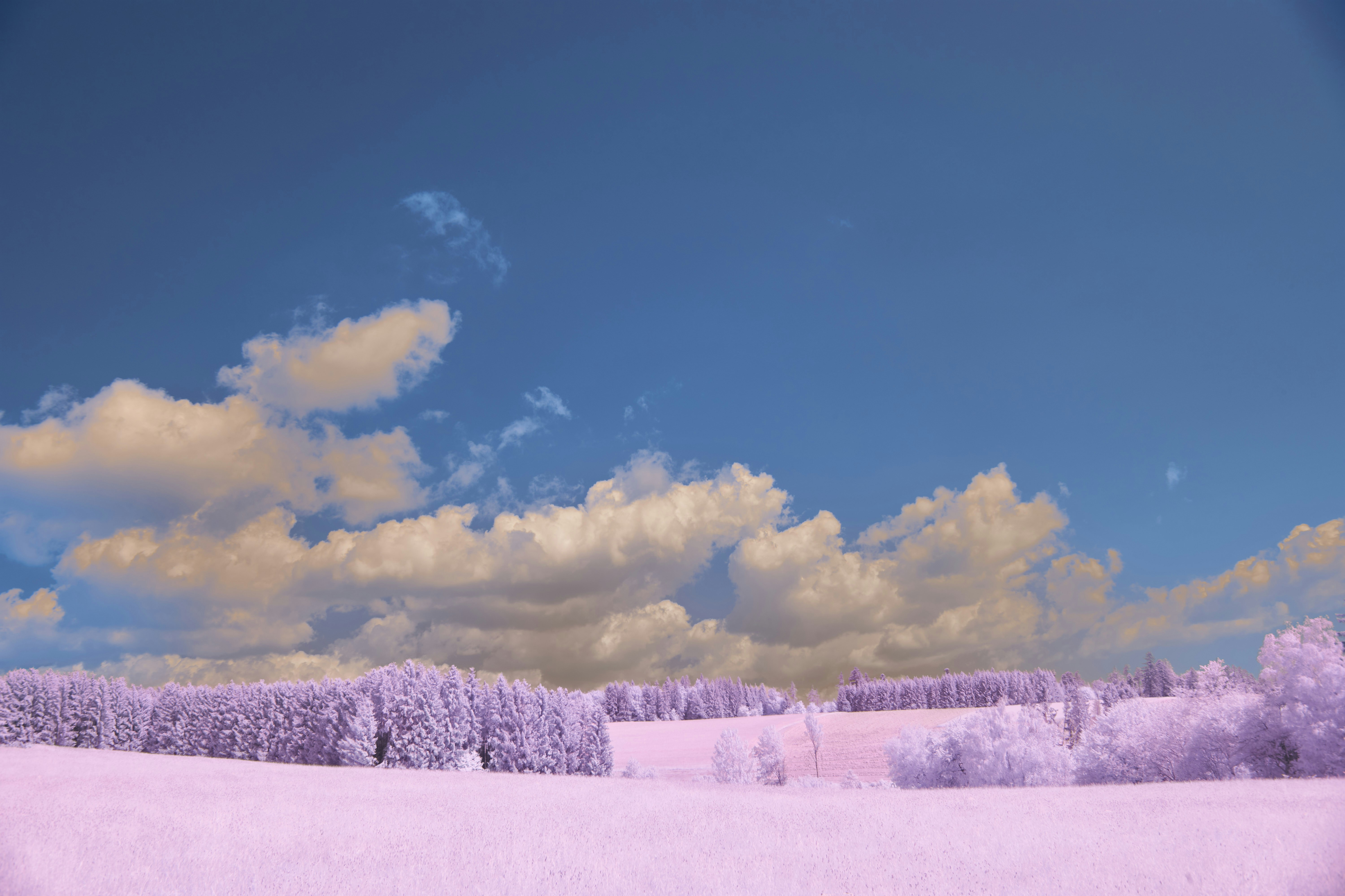 Photo by wolfgang_hasselmann