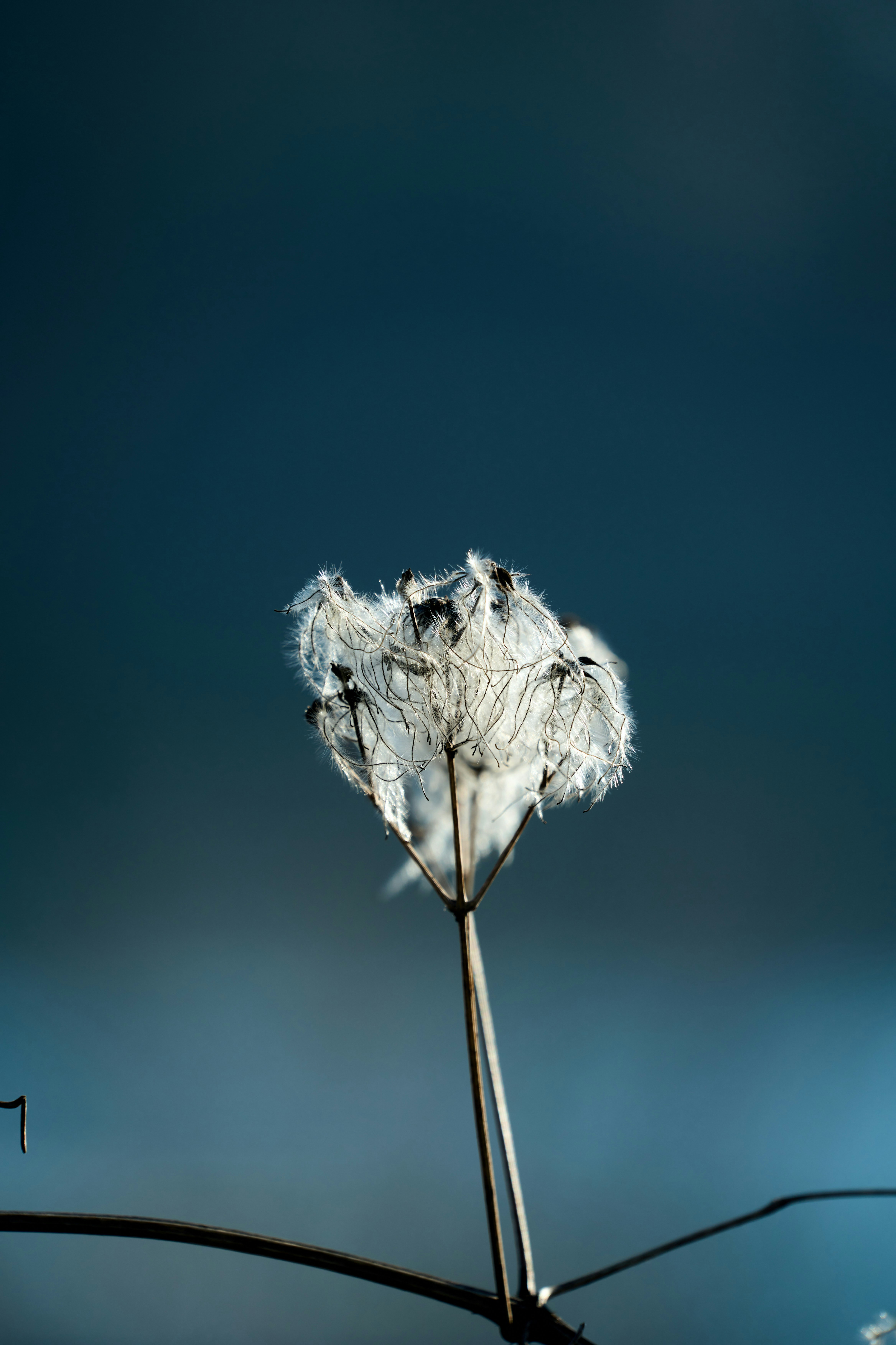 Photo by wolfgang_hasselmann