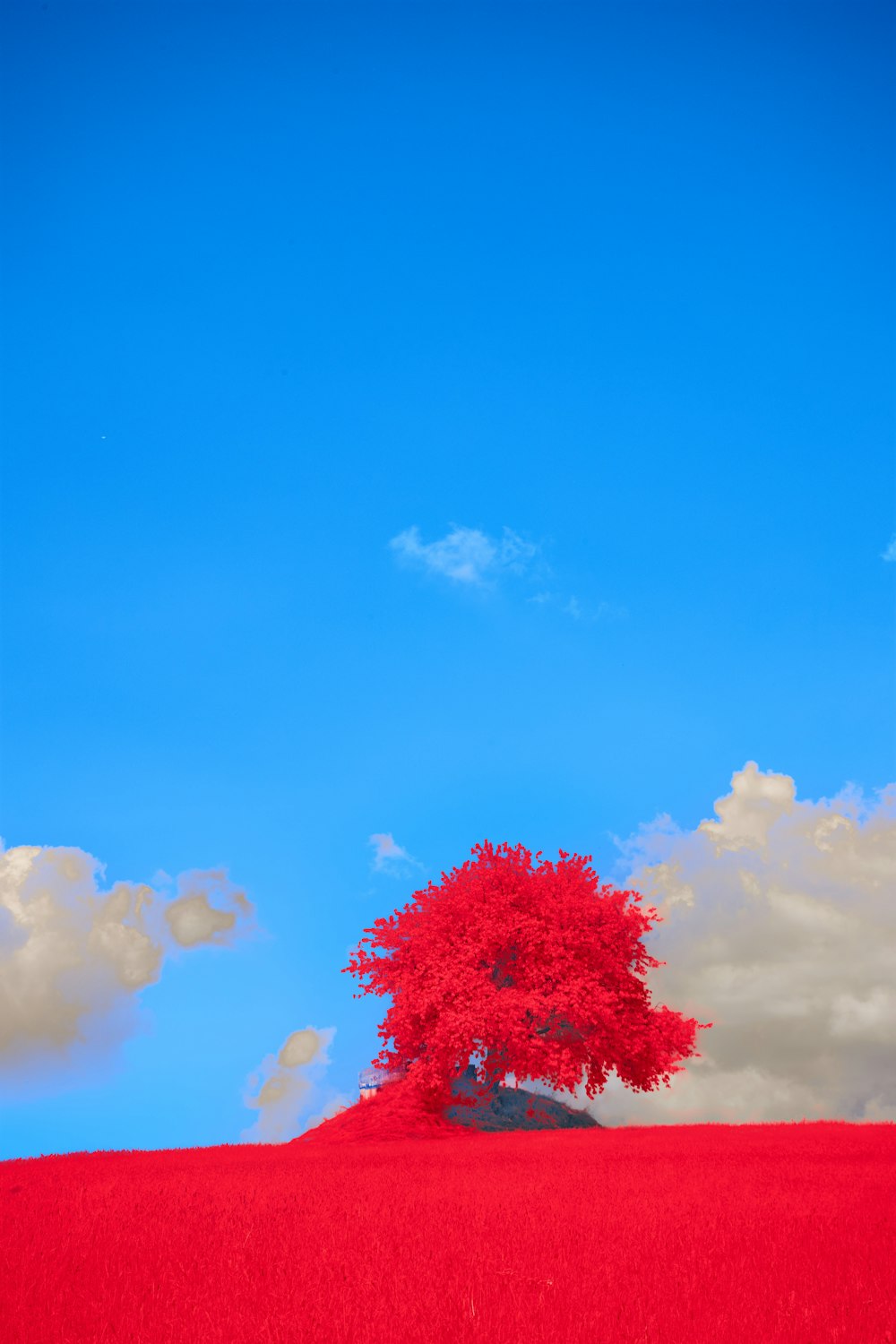 a red tree in a field with a blue sky in the background