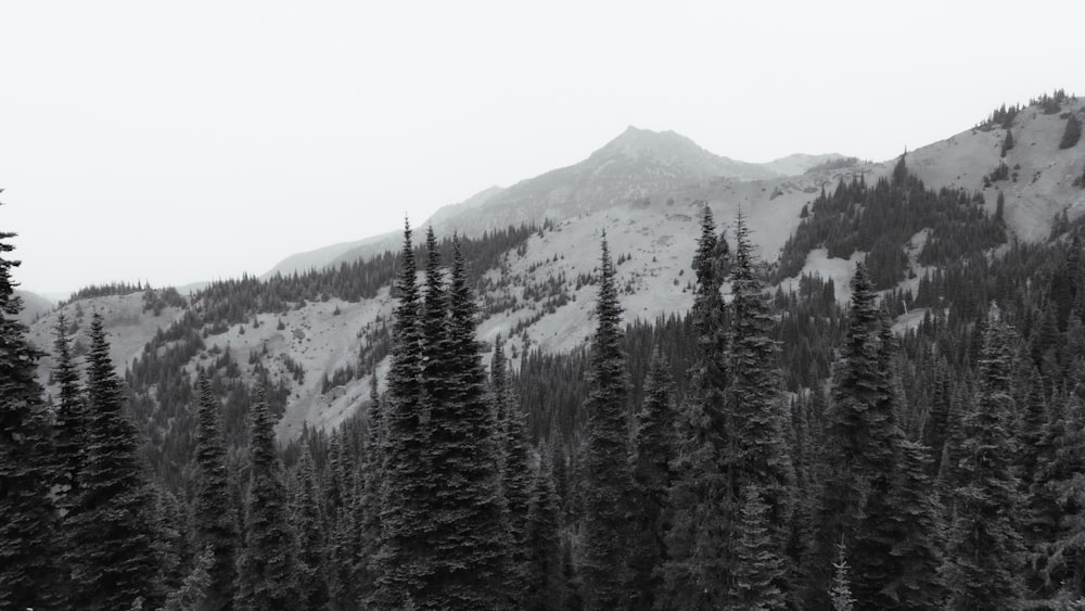 a black and white photo of trees and a mountain