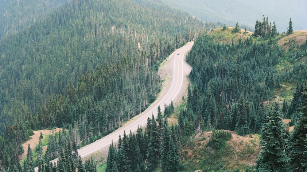 a winding road in the middle of a forest