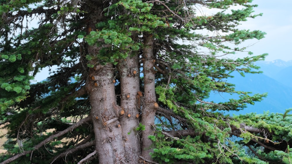 a group of trees that are next to each other