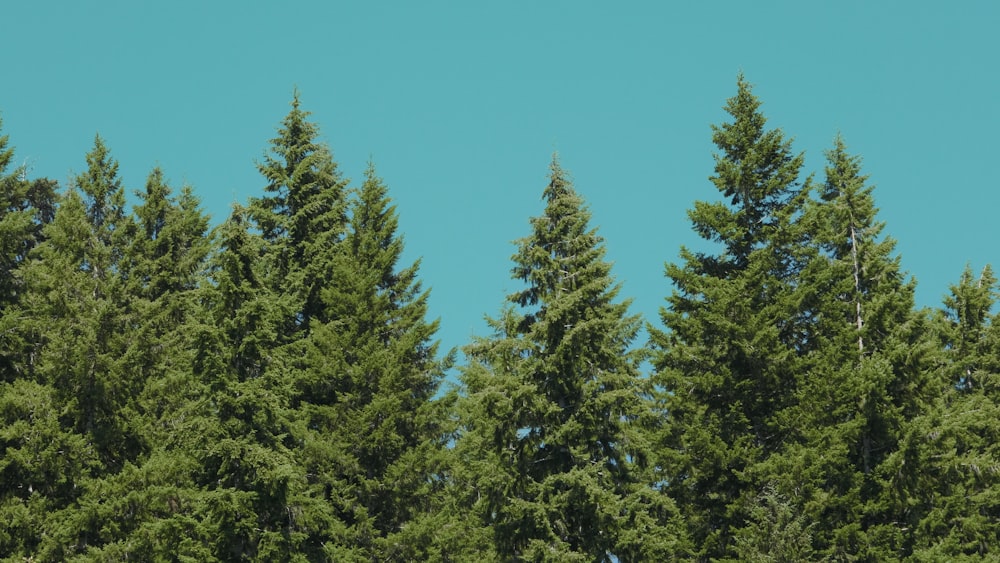 a group of trees with a blue sky in the background