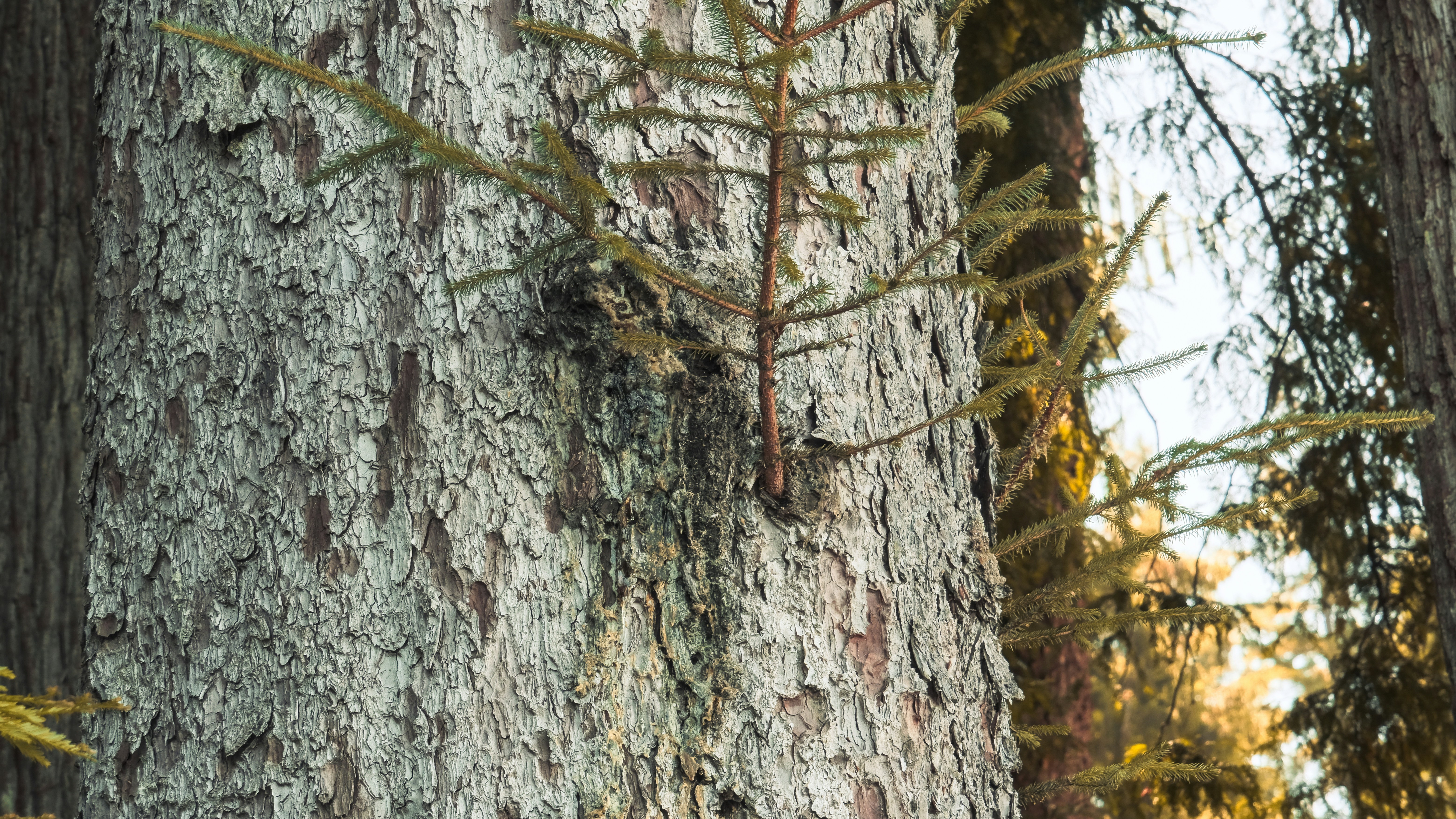 Photo by rishigurjar