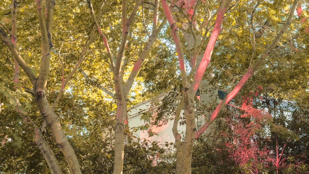 a tree with a house in the background