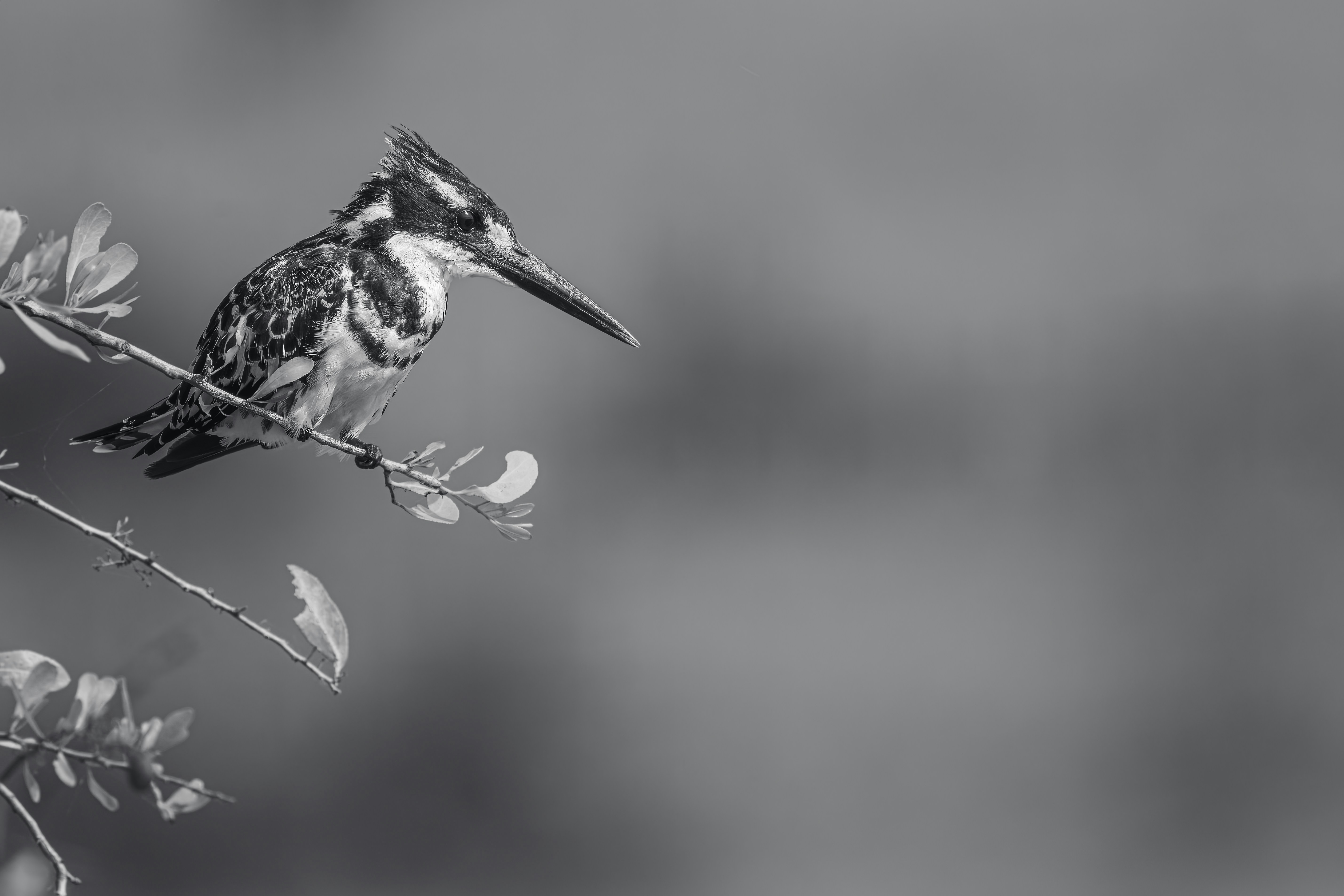 Photo by vincentvanzalinge