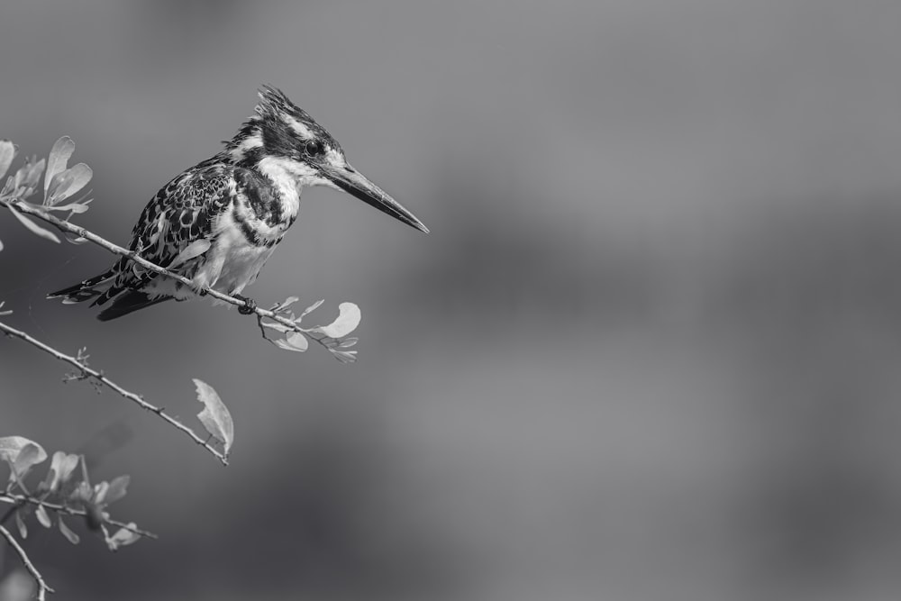 a black and white photo of a bird on a branch