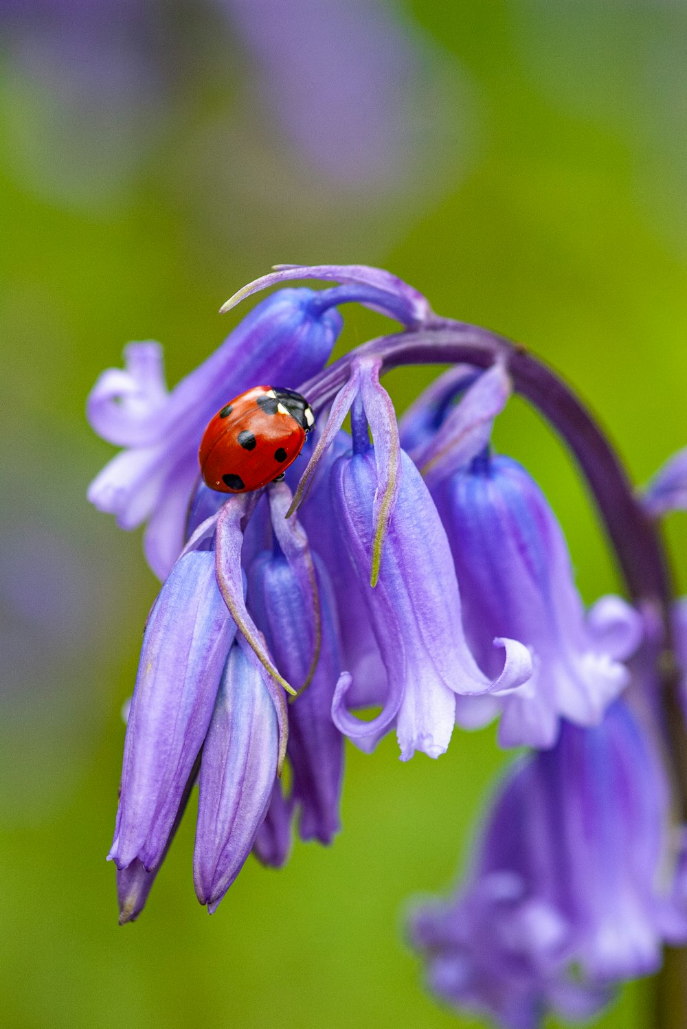 una coccinella seduta su un fiore viola