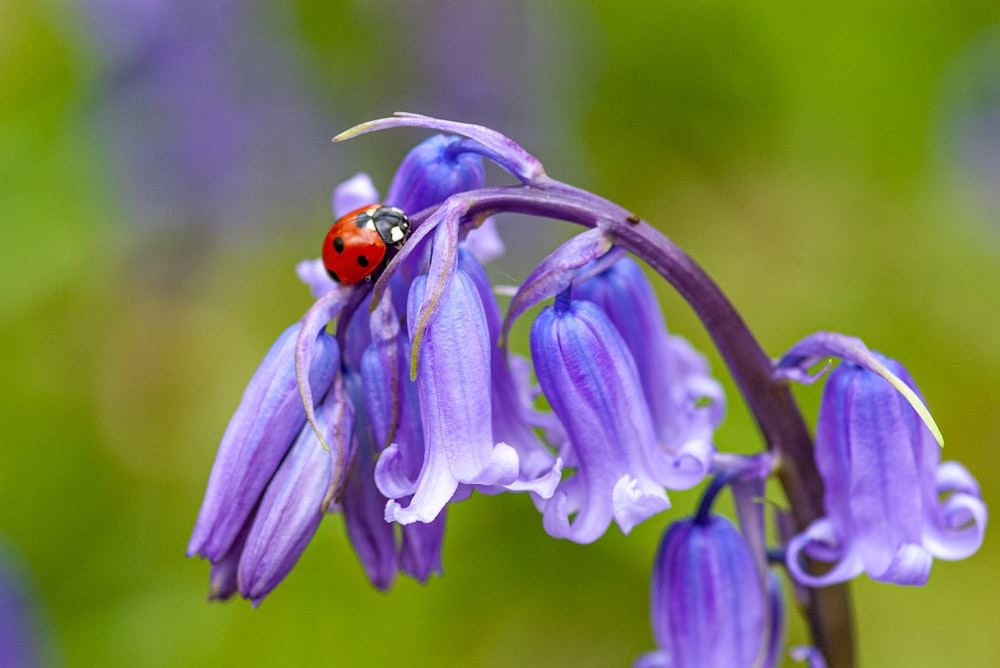 a ladybug sitting on top of a purple flower