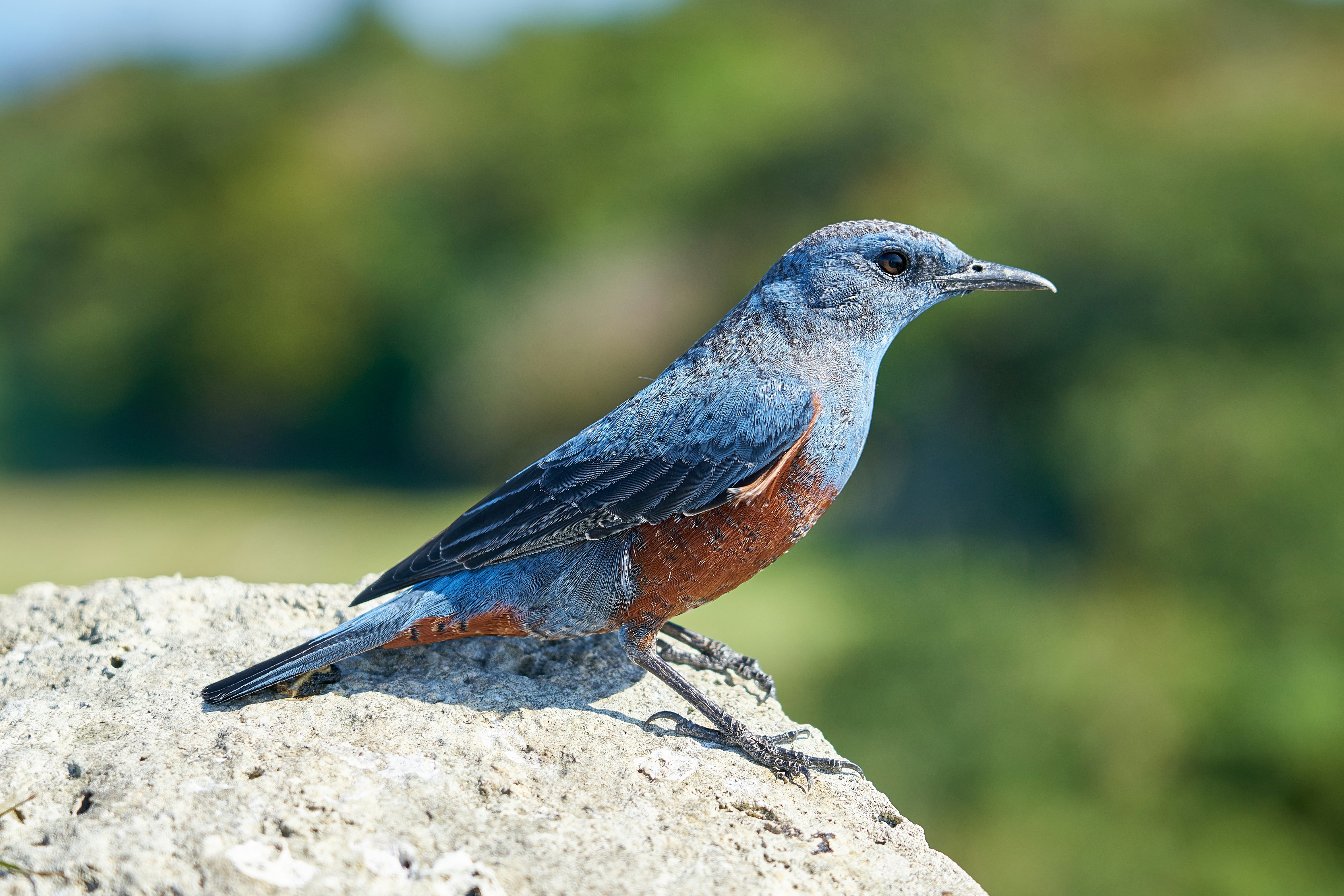 電気料金プラン見直しのススメ｜太陽光発電との最適な組み合わせ