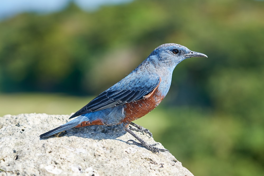 a blue bird sitting on top of a rock