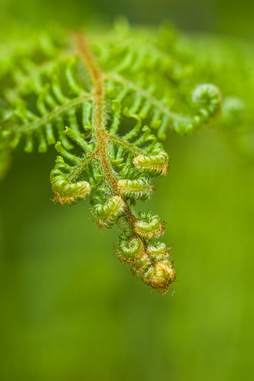 a close up of a green plant with lots of leaves