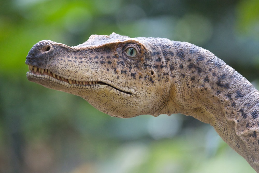 Un primer plano de la cabeza de un dinosaurio con árboles en el fondo