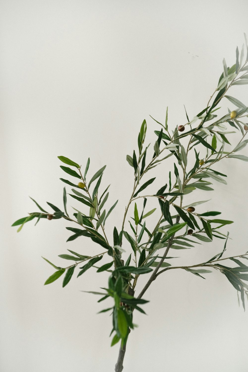 a branch of an olive tree with green leaves