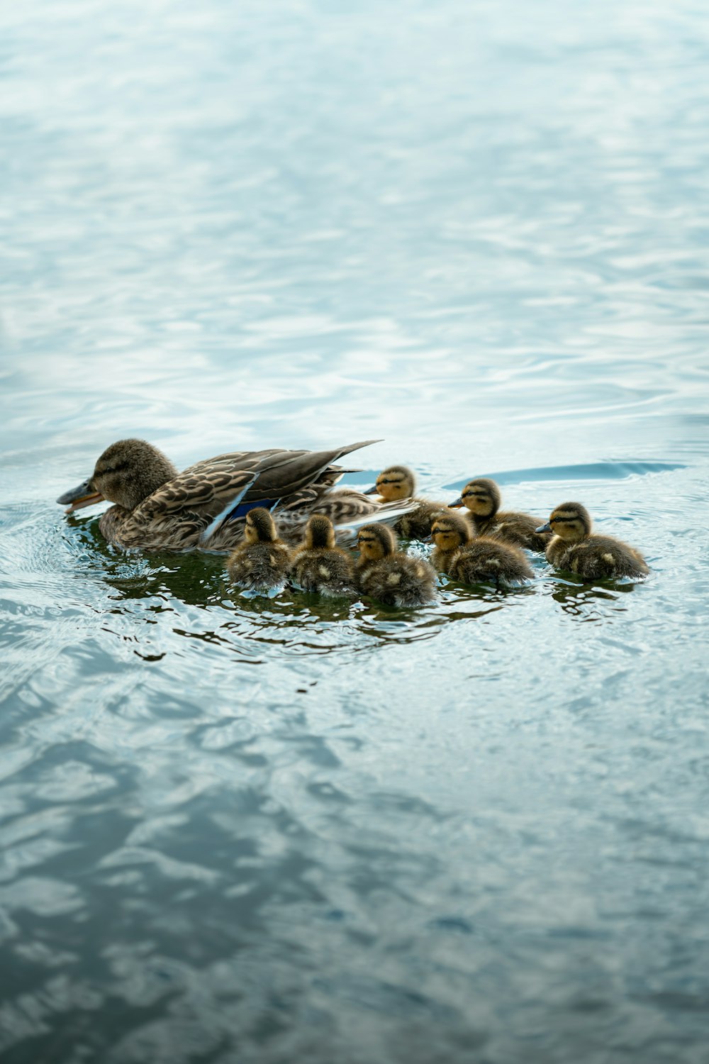 a mother duck with her ducklings in the water