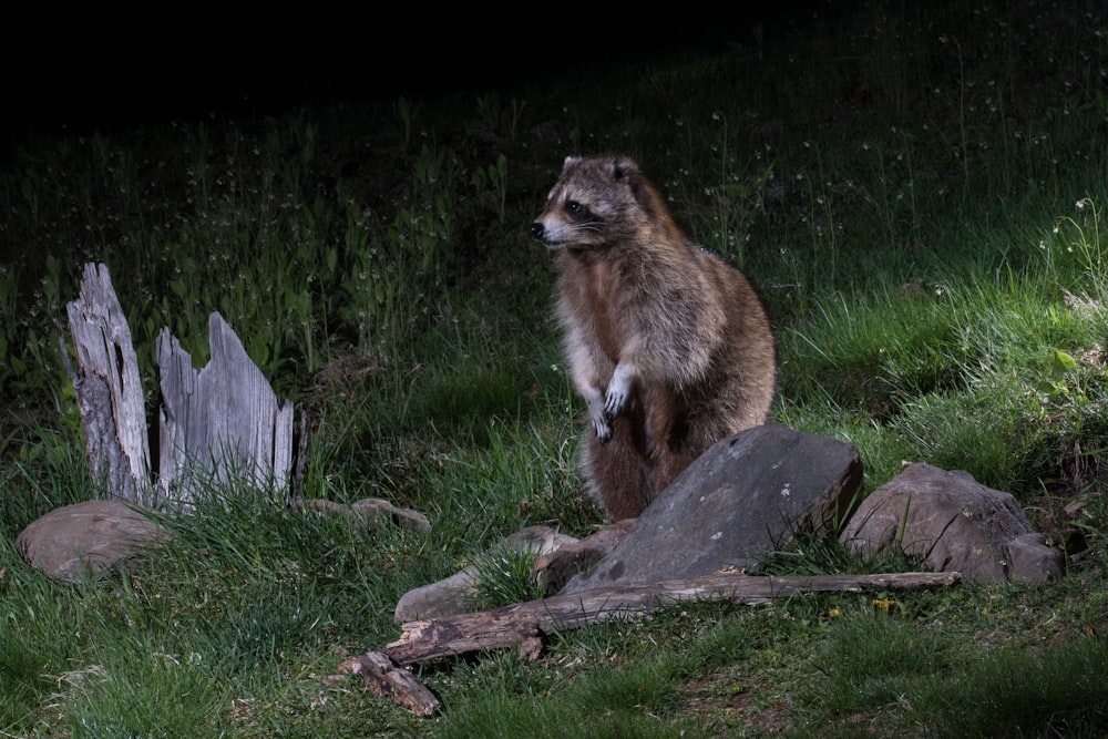 a raccoon standing on its hind legs in the grass