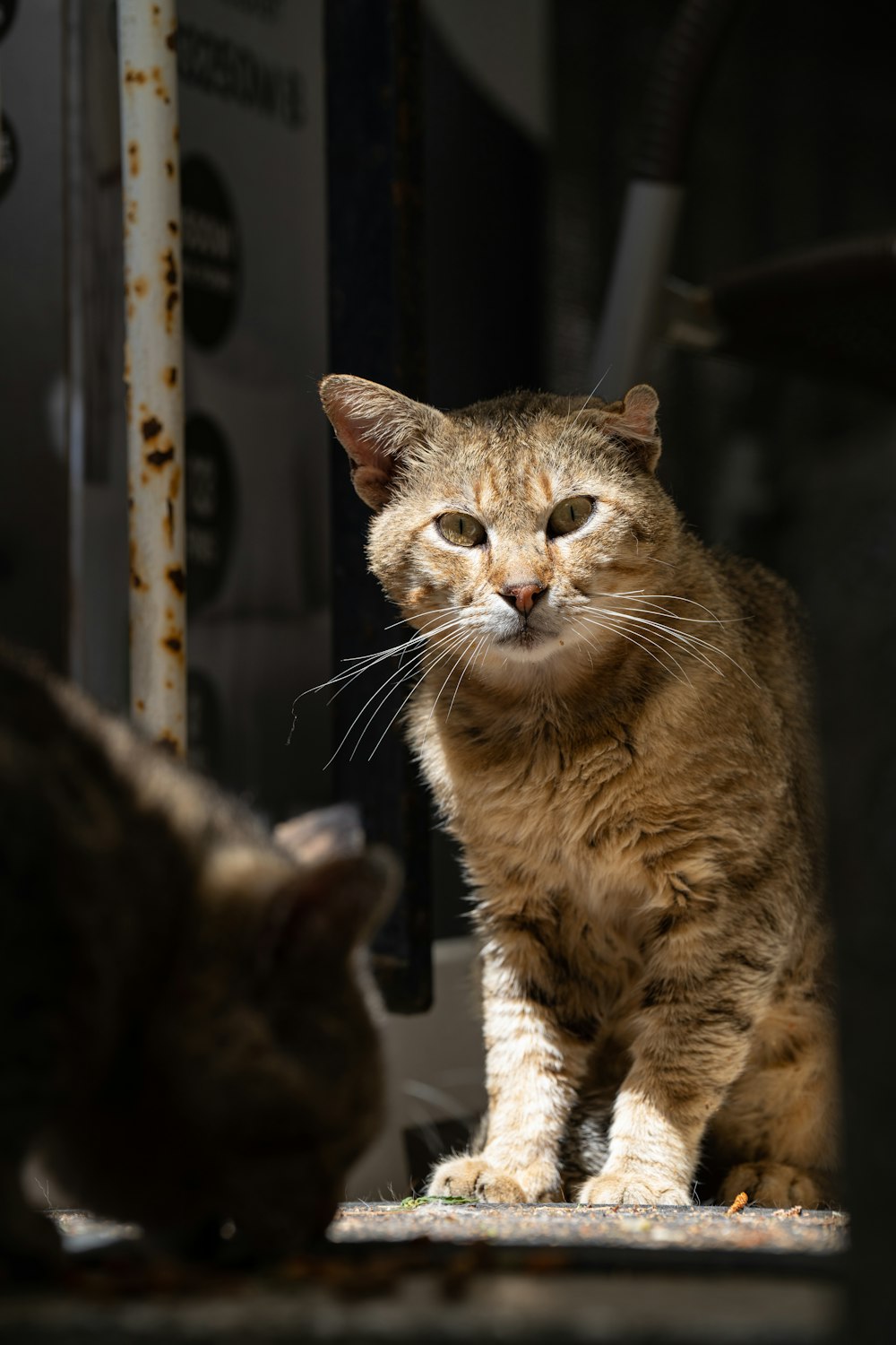 a couple of cats standing next to each other