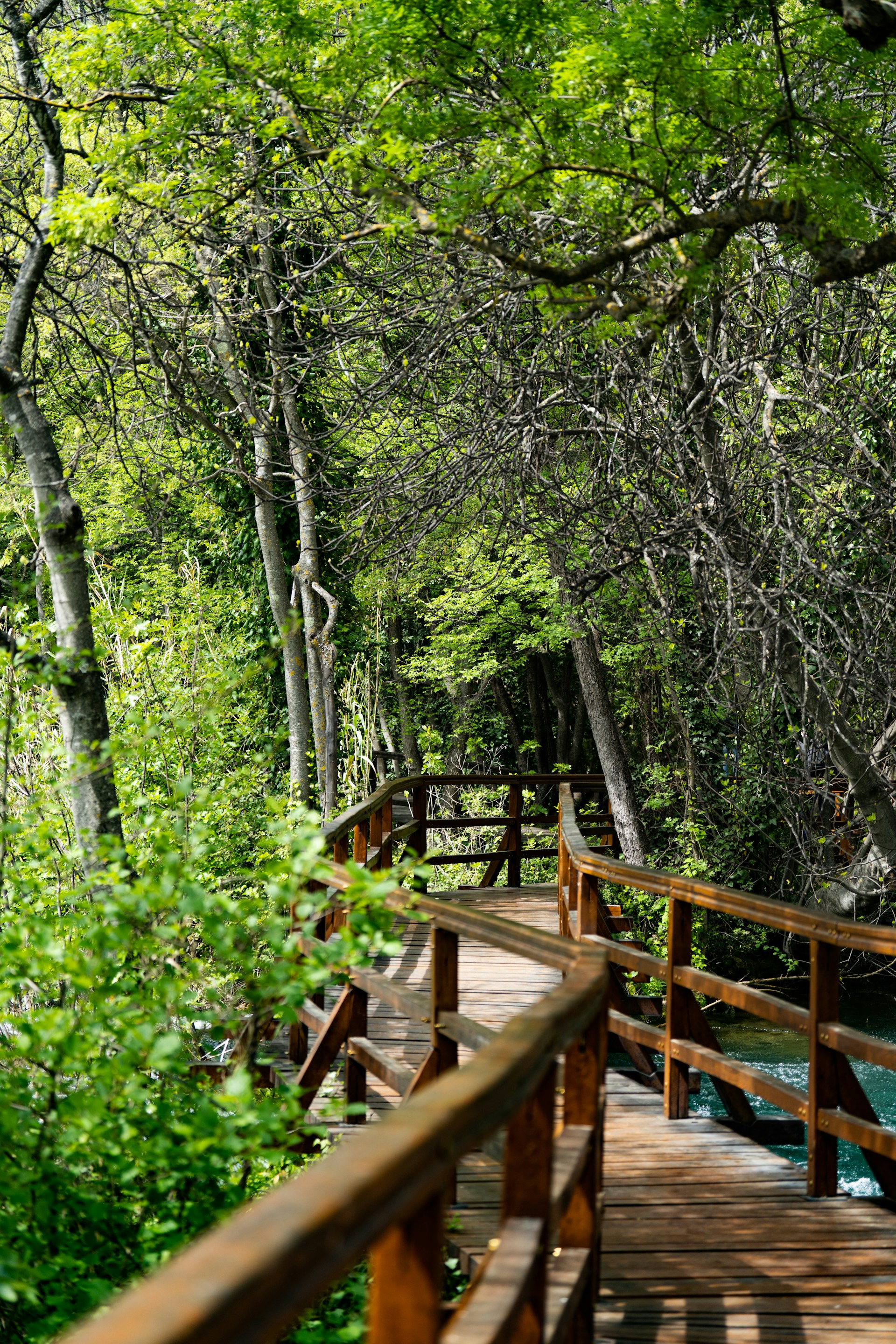 An inviting wooden pathway leading through a dense forest.