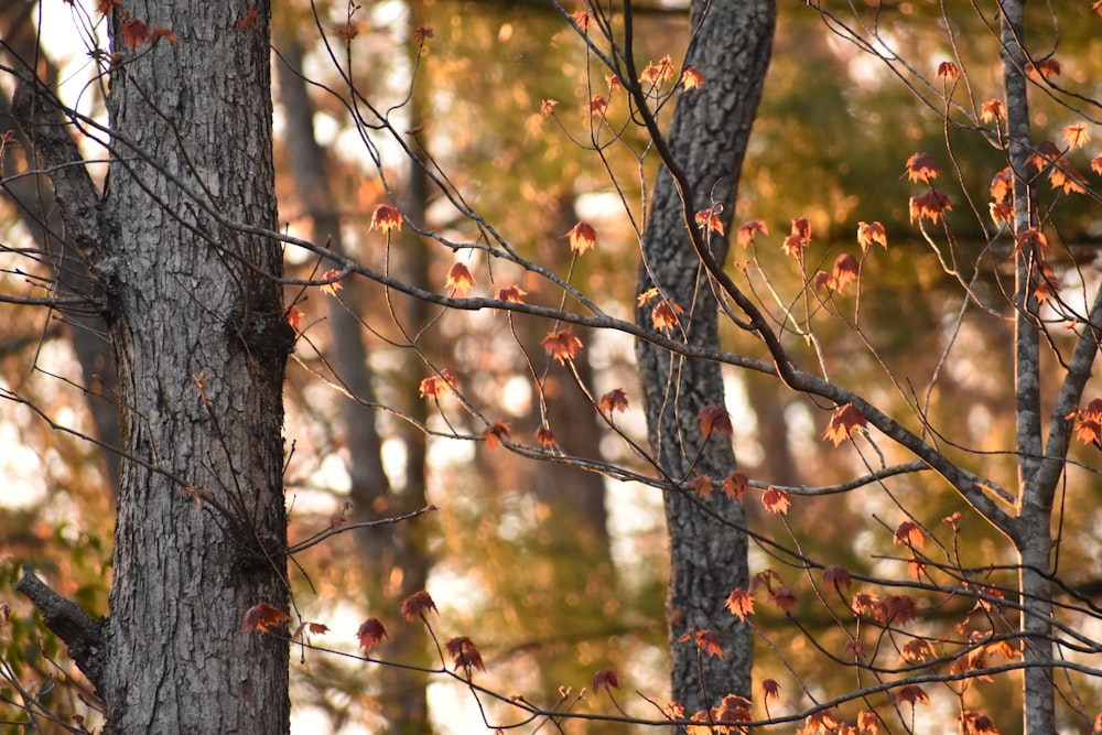 a bird perched on a tree branch in a forest