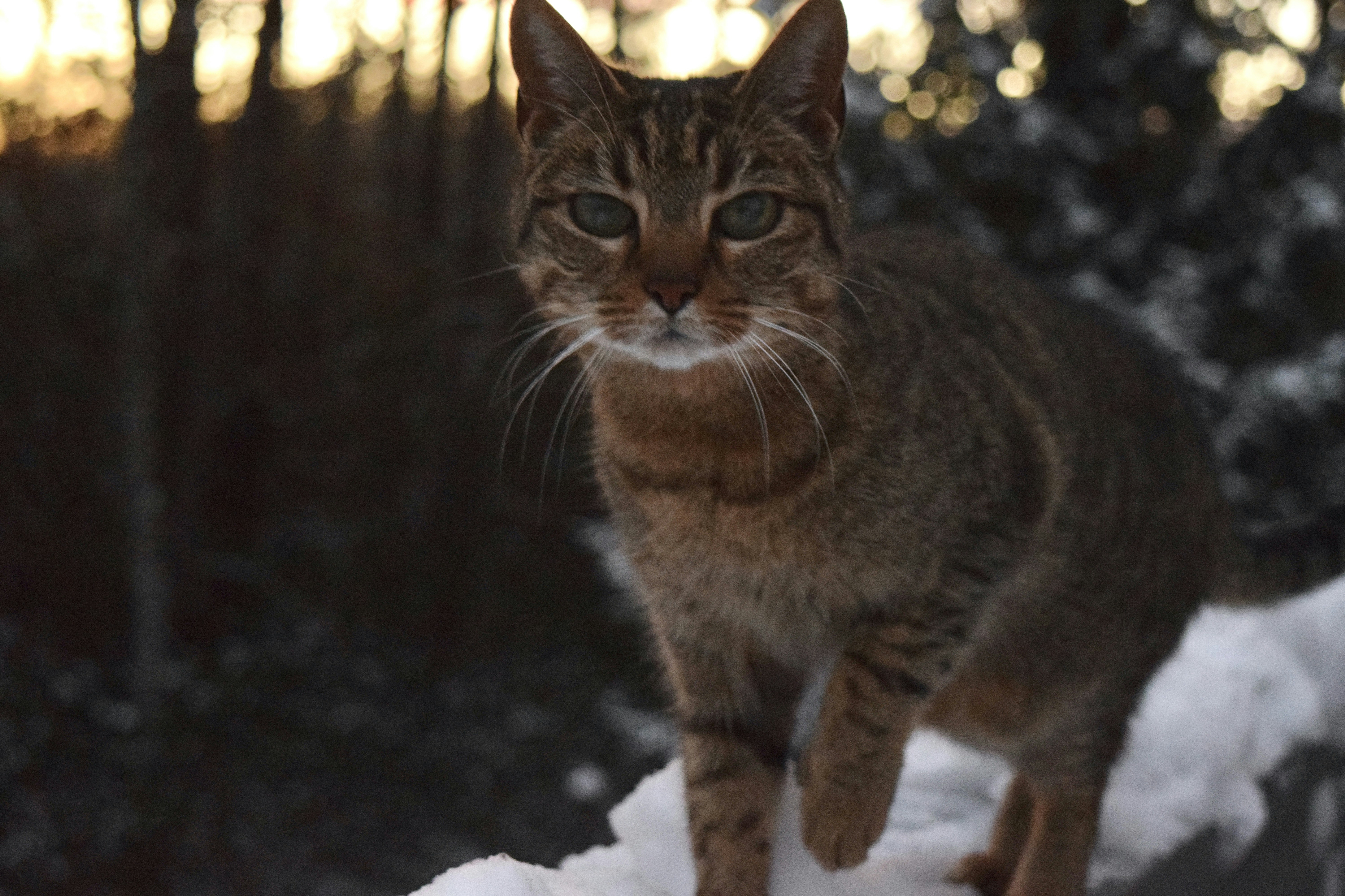 a cat standing on top of a snow covered roof