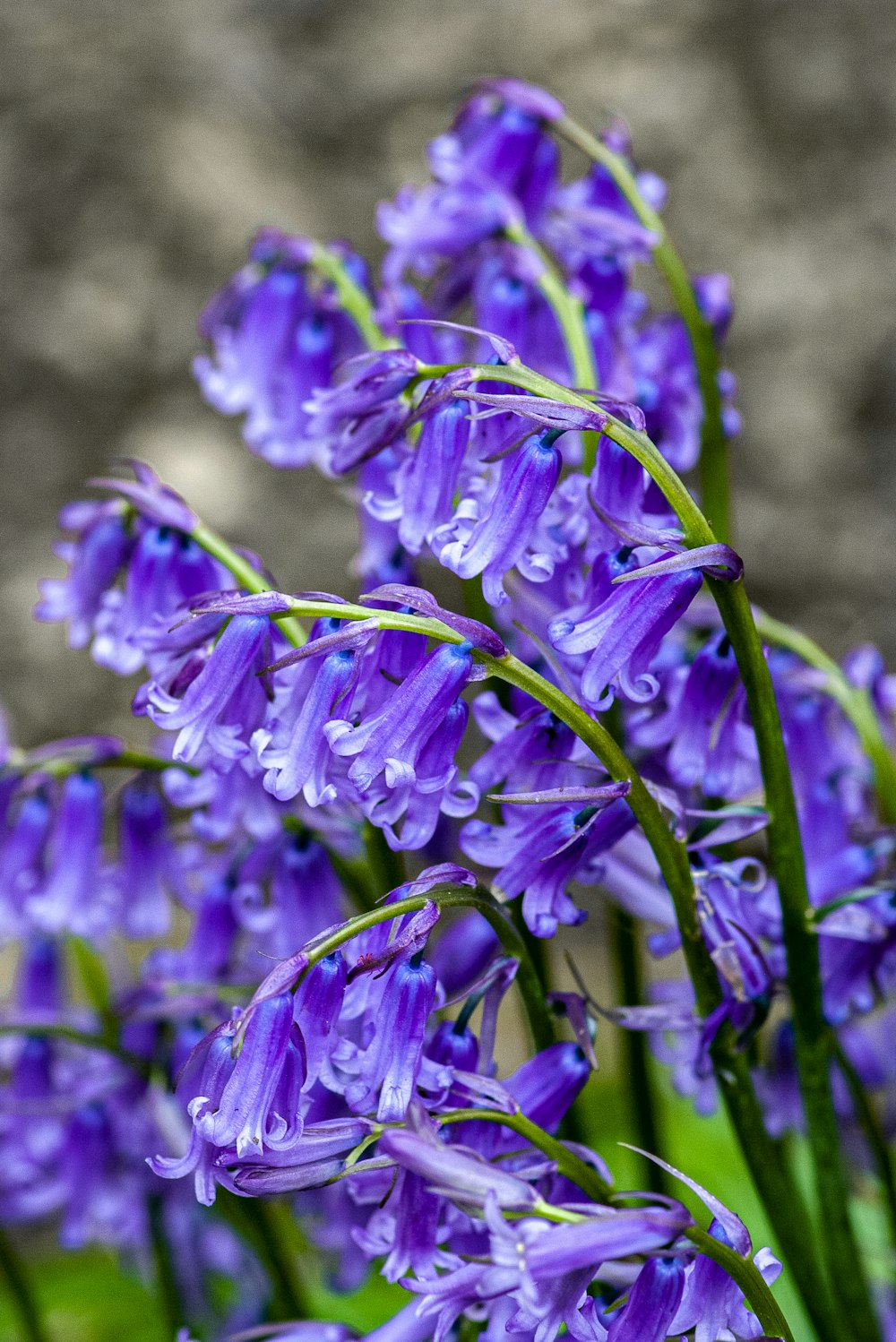 a bunch of purple flowers with water droplets on them