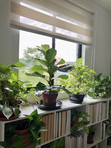 Cozy sunlit window featuring a wooden plant shelf adorned with lush green plants and a neatly installed cordless blind.