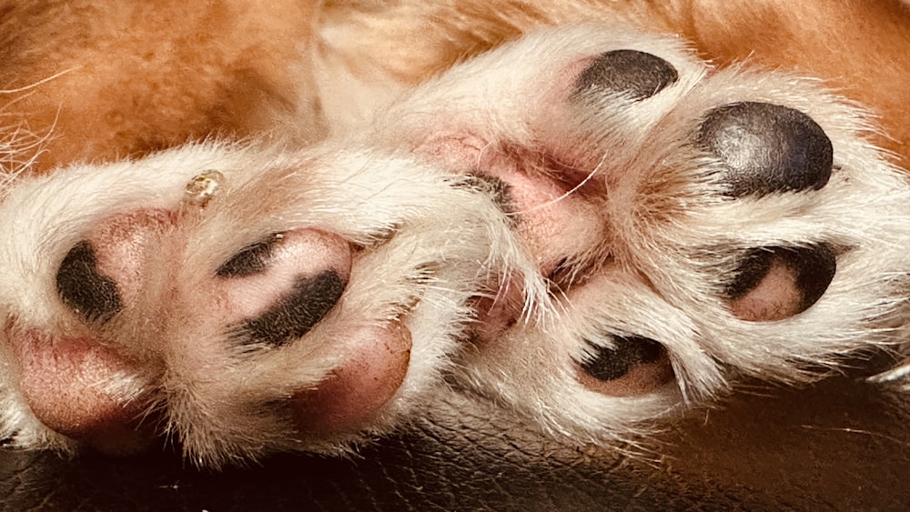 a close up of a dog's paw with black spots