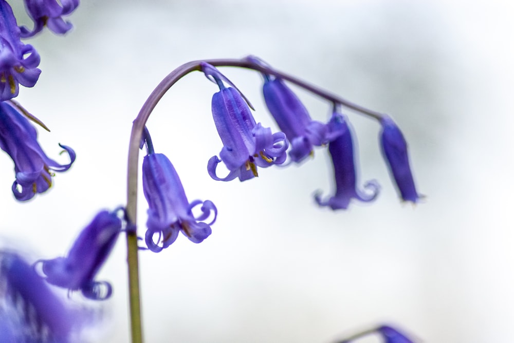 a close up of a purple flower with a blurry background