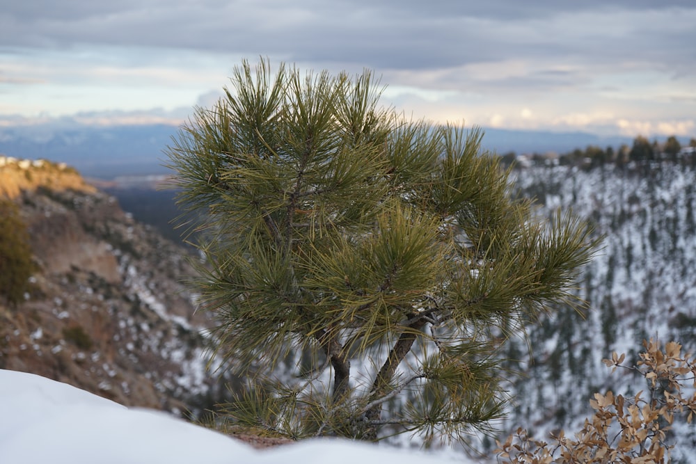 a pine tree on top of a snow covered mountain