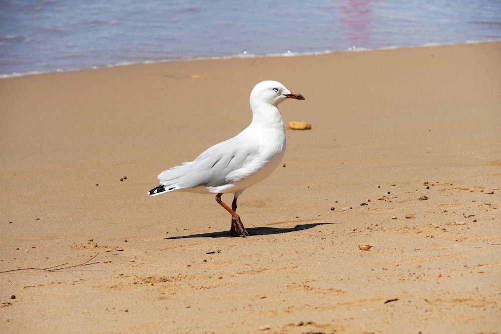 a seagull standing on the beach with a piece of bread in its mouth