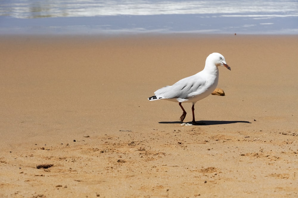 a seagull walking on the sand of a beach