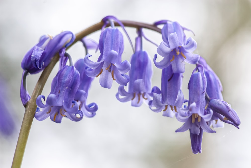 a close up of purple flowers on a plant