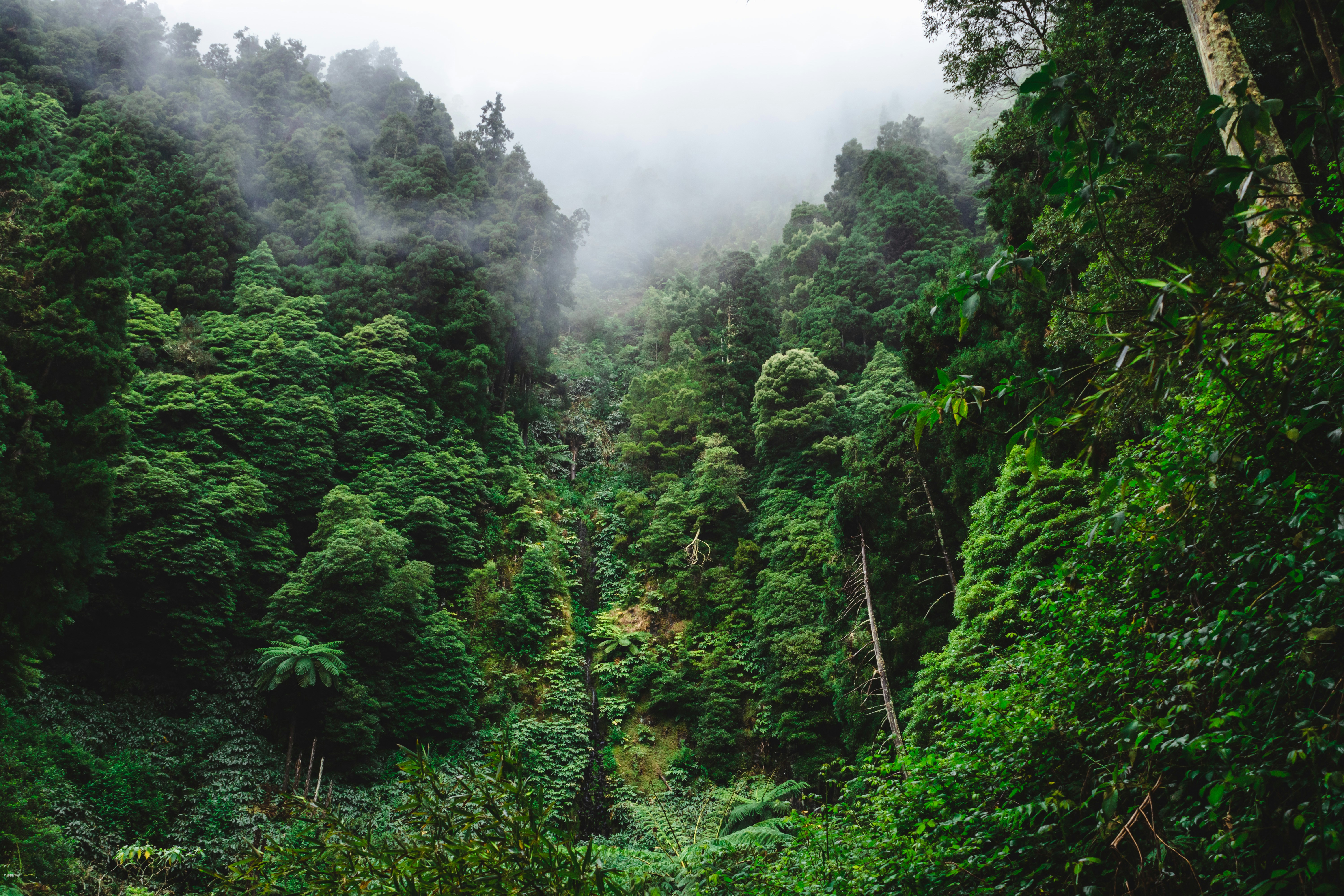 a lush green forest filled with lots of trees, 