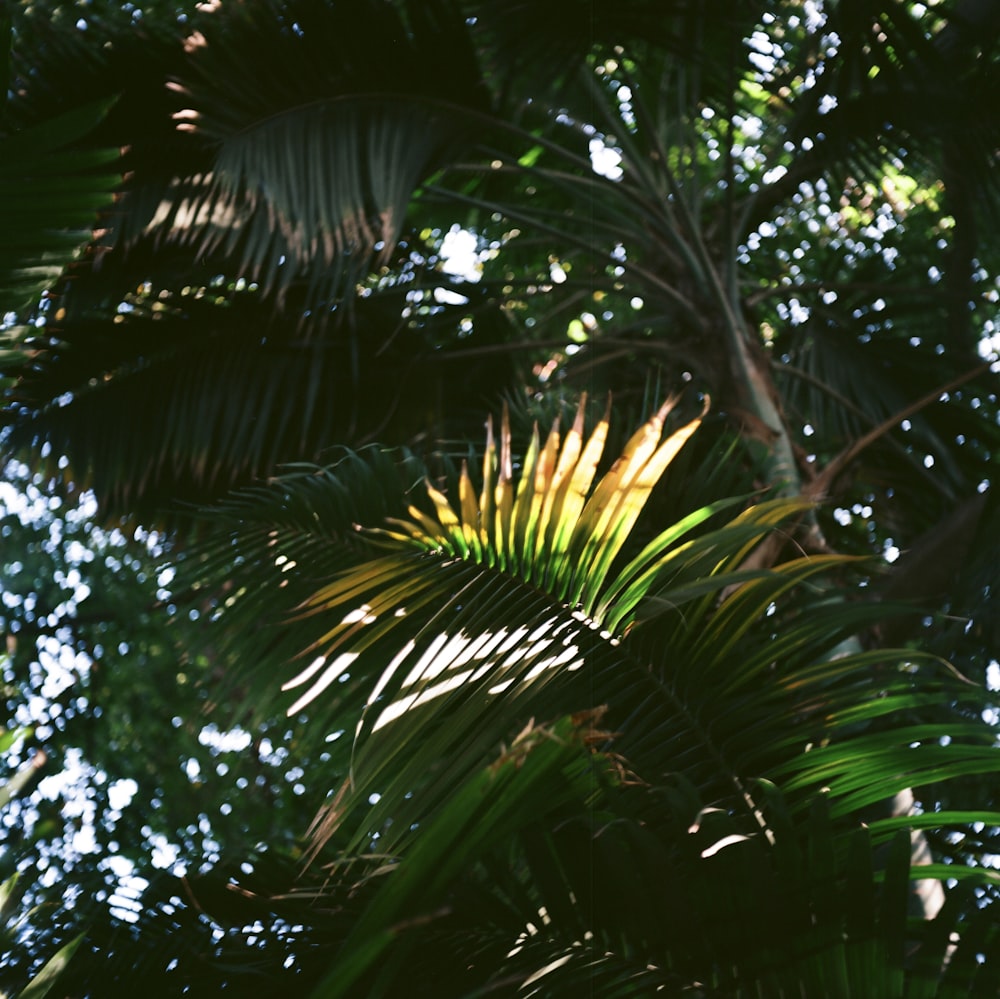 a close up of a tree with lots of leaves