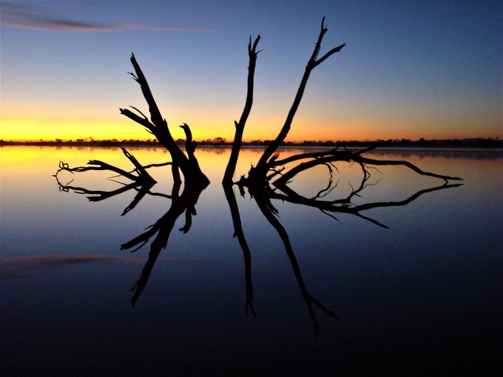 a tree that is standing in the water