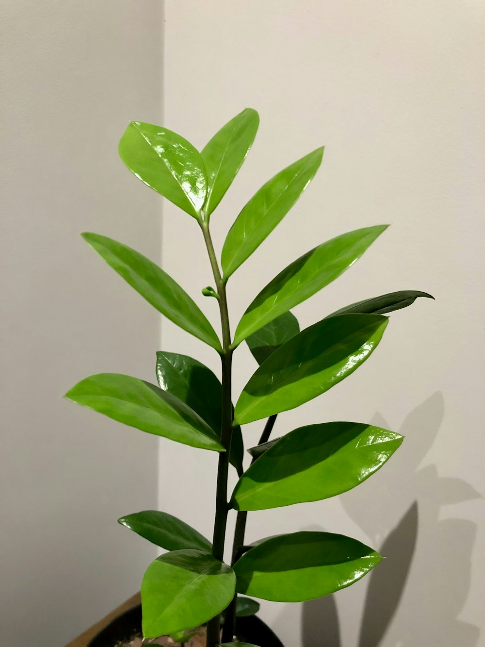 a green plant in a pot on a table