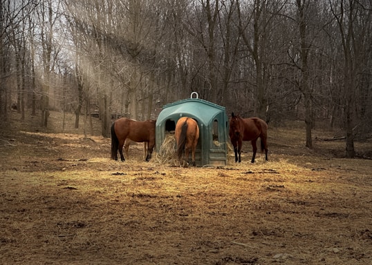 Three horses stand around a green feeding structure in a wooded area. Sunlight filters through the bare trees, creating a serene and calm atmosphere. The ground is covered in dry leaves and grass.