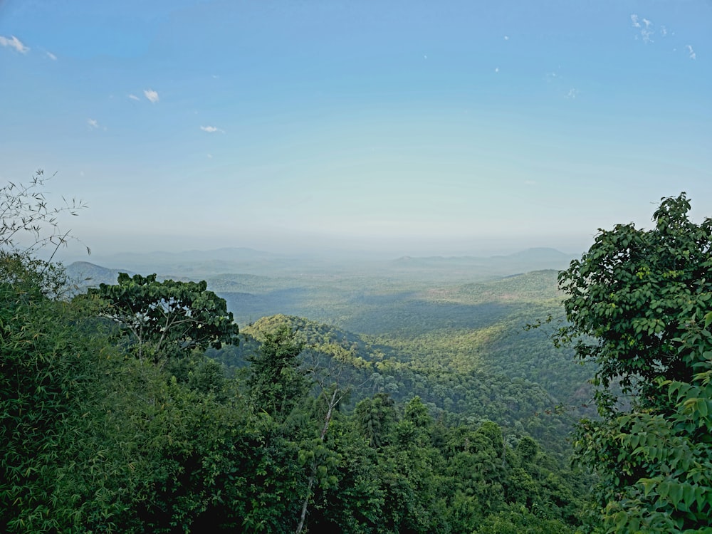 a scenic view of a lush green forest