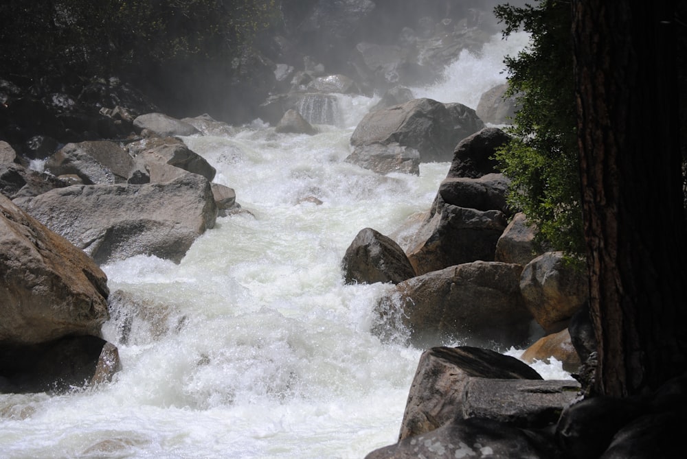 a river running through a forest filled with lots of rocks