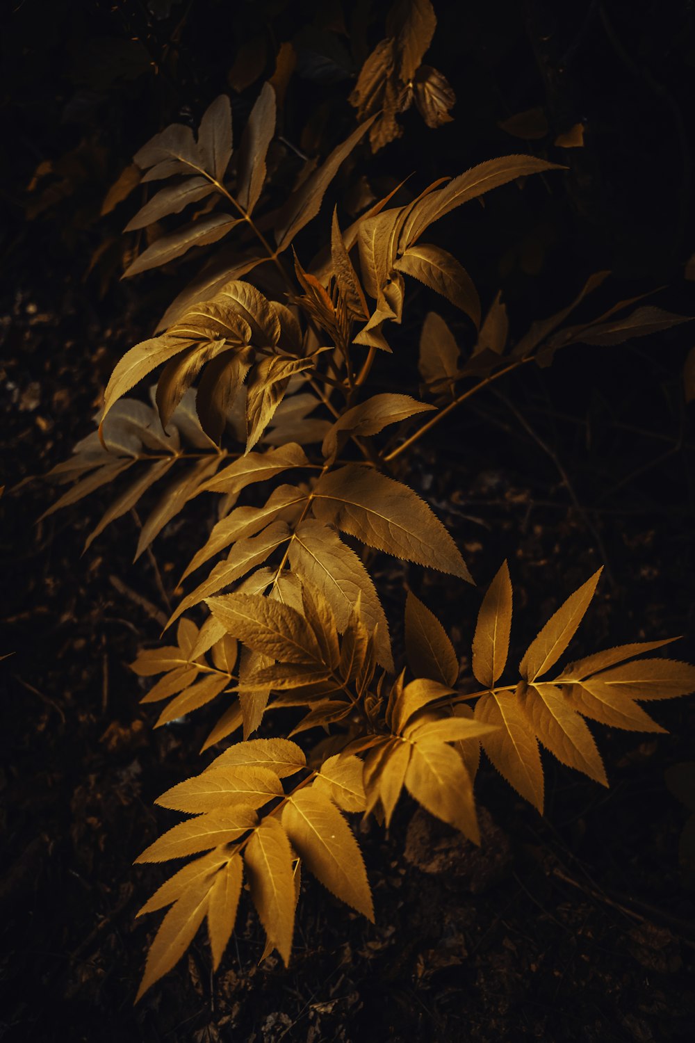 a close up of a plant with yellow leaves