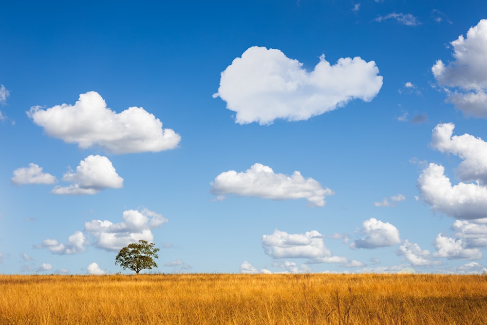 a lone tree in the middle of a field