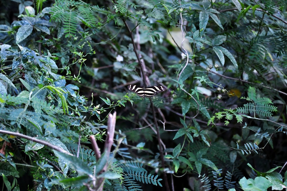 a striped butterfly sitting on top of a leafy tree