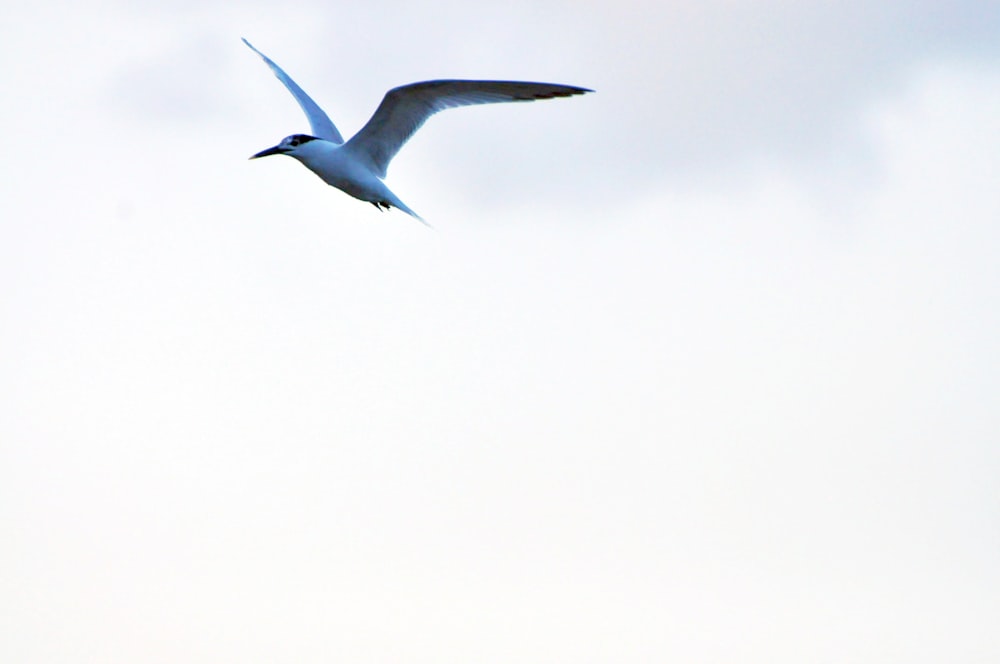 a seagull flying in the sky on a cloudy day