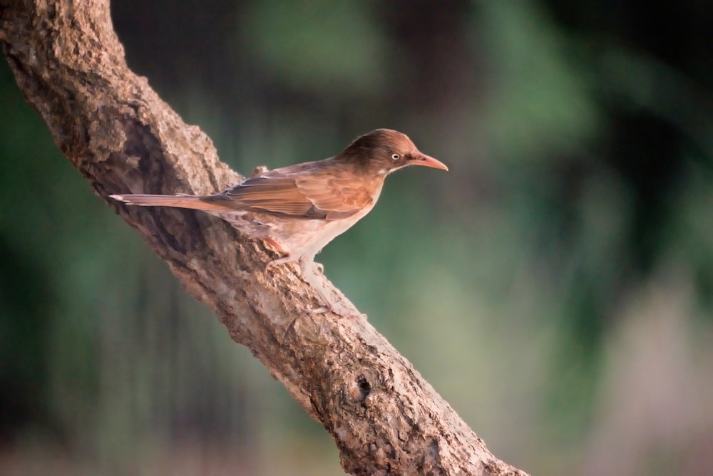 a small bird perched on a tree branch