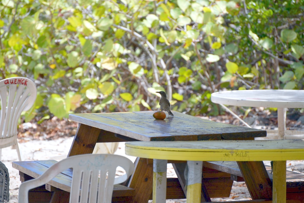 a bird sitting on top of a wooden table