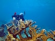 a scuba diver swims over a coral reef